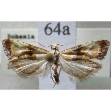 Eupoecilia angustana (Hübner, 1799) Czech64a